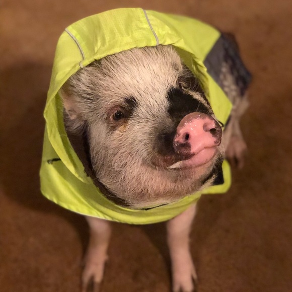 gavinthepiggy